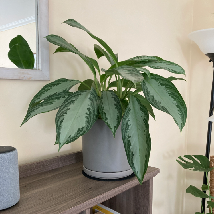 Photo of the plant species Chinese Evergreen by @CommonplaceBook named Silver Bay on Greg, the plant care app