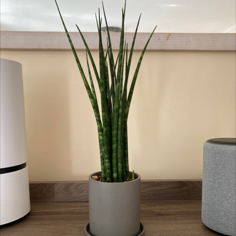 Dracaena 'Mikado' plant in a pot with upright, green leaves in an indoor setting.