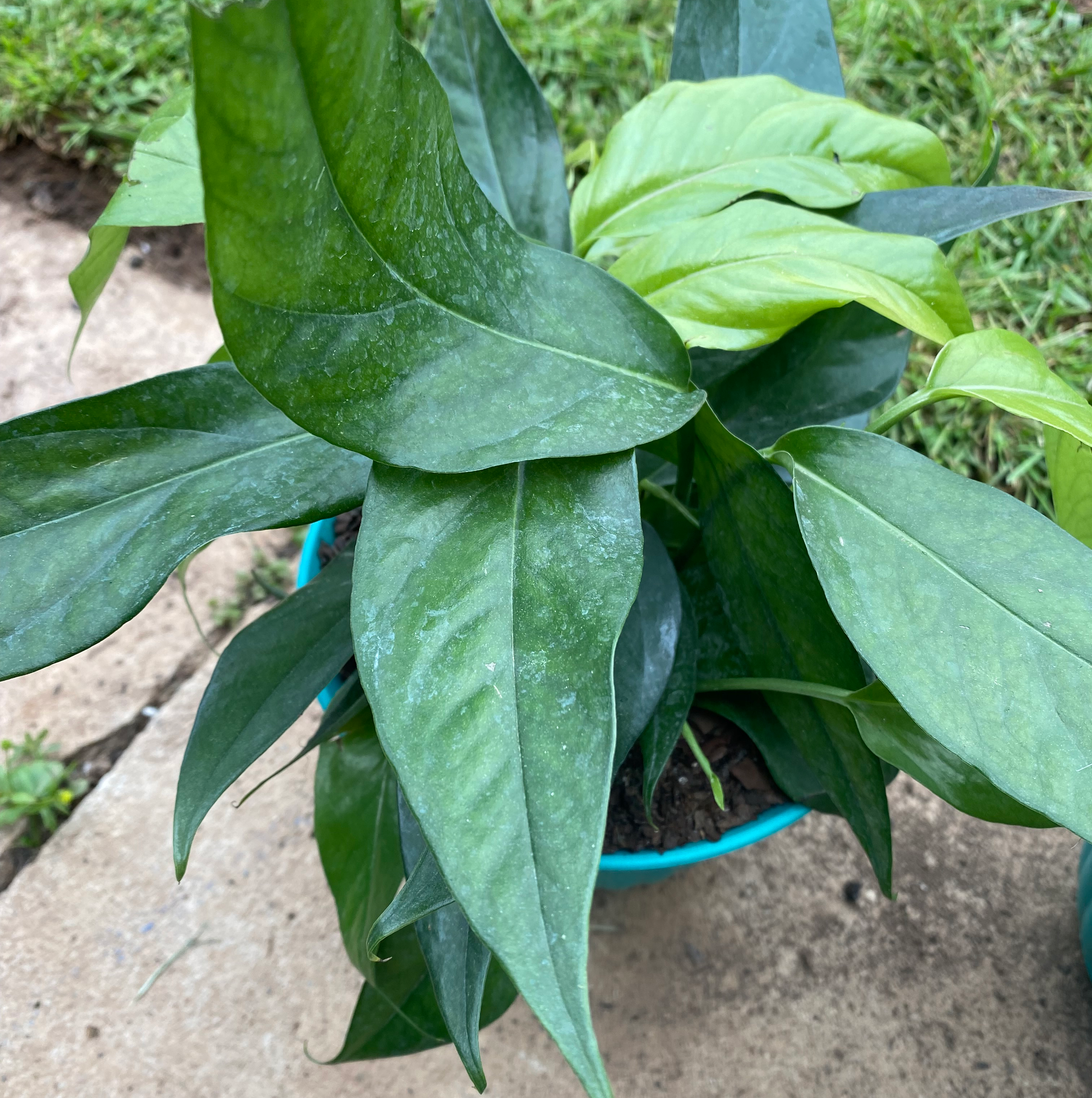 Anthurium veitchii plant with large, glossy green leaves in a pot.