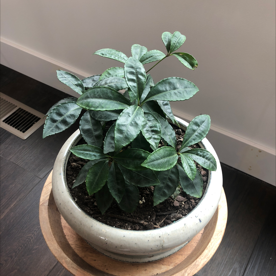 Potted Christmas Berry plant with dark green, glossy leaves in a well-lit room.