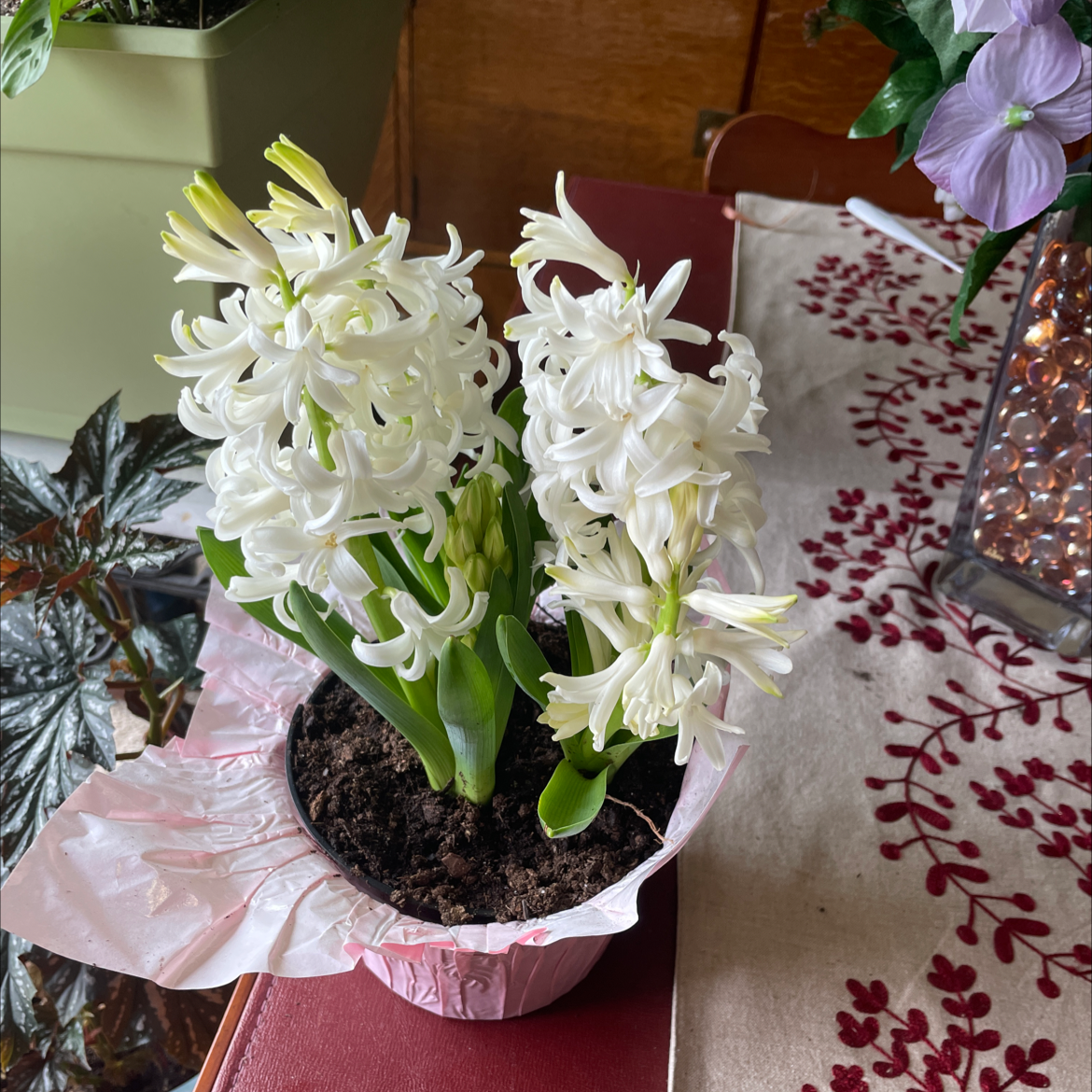 Garden Hyacinth plant photo by @Miamilaw97 named Jasmine on Greg, the plant care app.