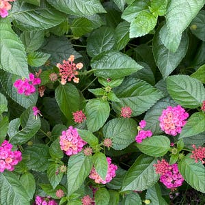 Lantana Camara plant photo by @Miamilaw97 named Spotted on Greg, the plant care app.