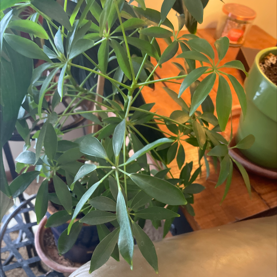Dwarf Umbrella Tree plant photo by @Miamilaw97 named Sheffela on Greg, the plant care app.
