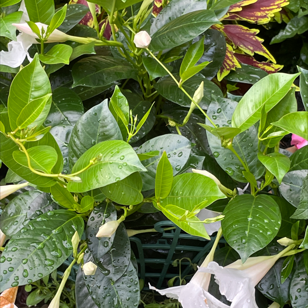 Brazilian Jasmine plant with healthy green leaves and flower buds, covered in water droplets.