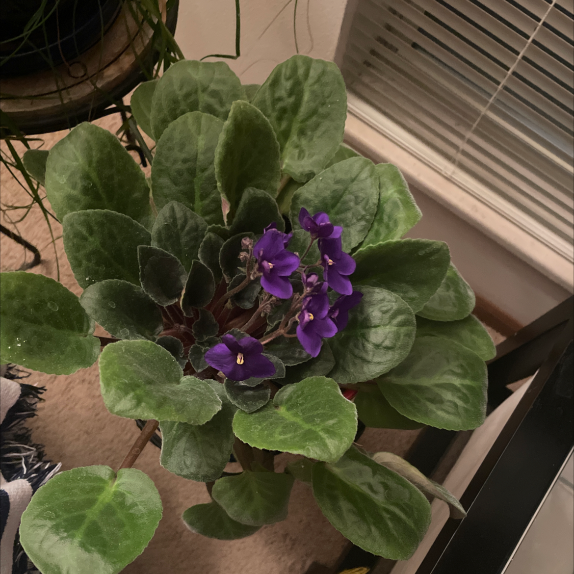 African Violet plant photo by @Miamilaw97 named Viola on Greg, the plant care app.