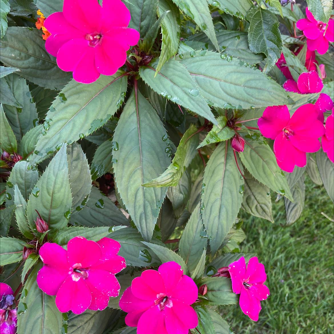 Why Are There Brown Spots on My New Guinea Impatiens?