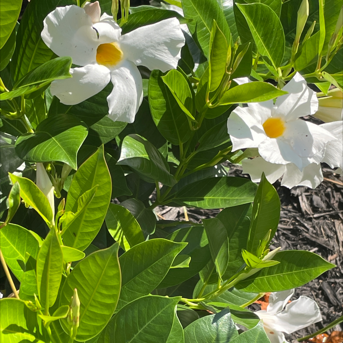 Brazilian Jasmine plant with white flowers and glossy green leaves.