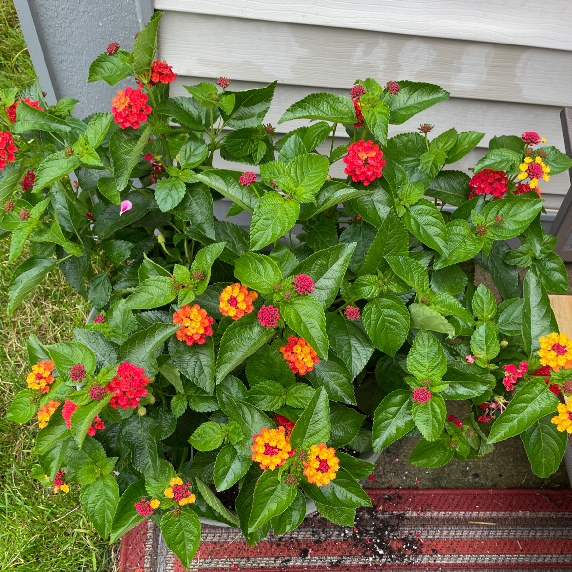 Why Are There Brown Spots on My Lantana Leaves?