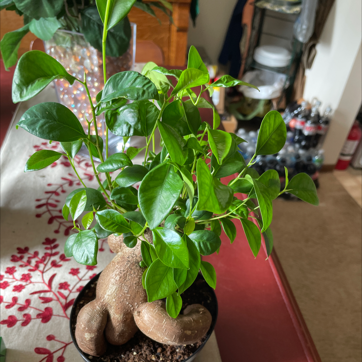 Ficus Ginseng plant photo by @Miamilaw97 named Ficus on Greg, the plant care app.