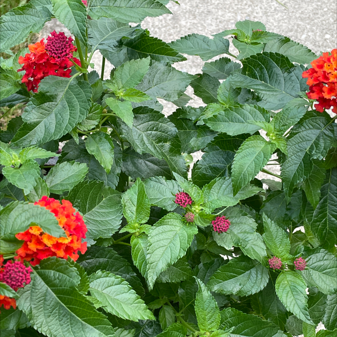 Lantana plant with vibrant red and orange flowers and healthy green leaves.