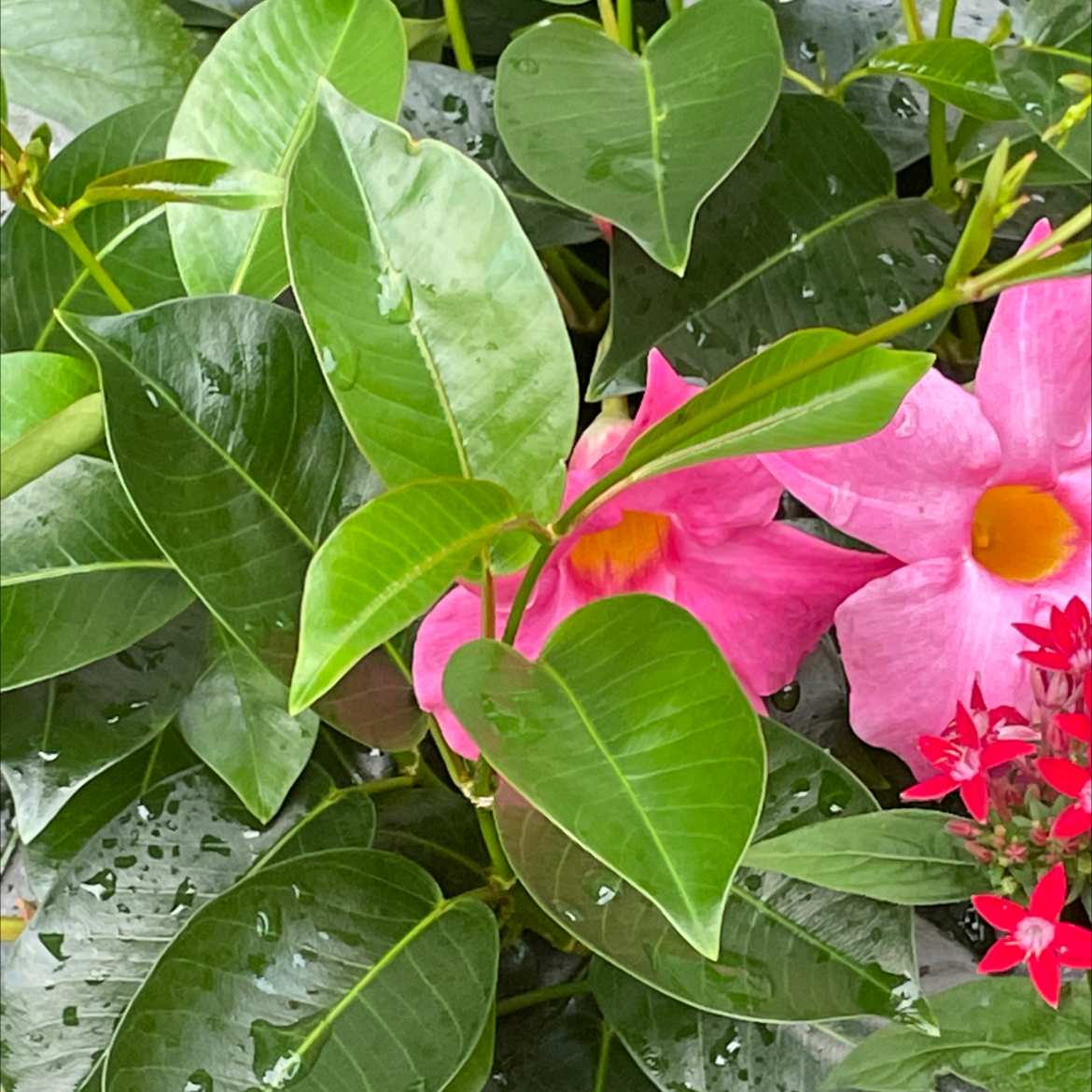 Brazilian Jasmine plant with vibrant green leaves and pink flowers, appearing healthy and well-framed.
