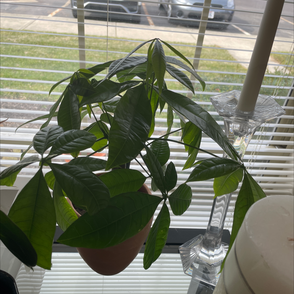 Money Tree plant photo by @Miamilaw97 named Money Tree on Greg, the plant care app.