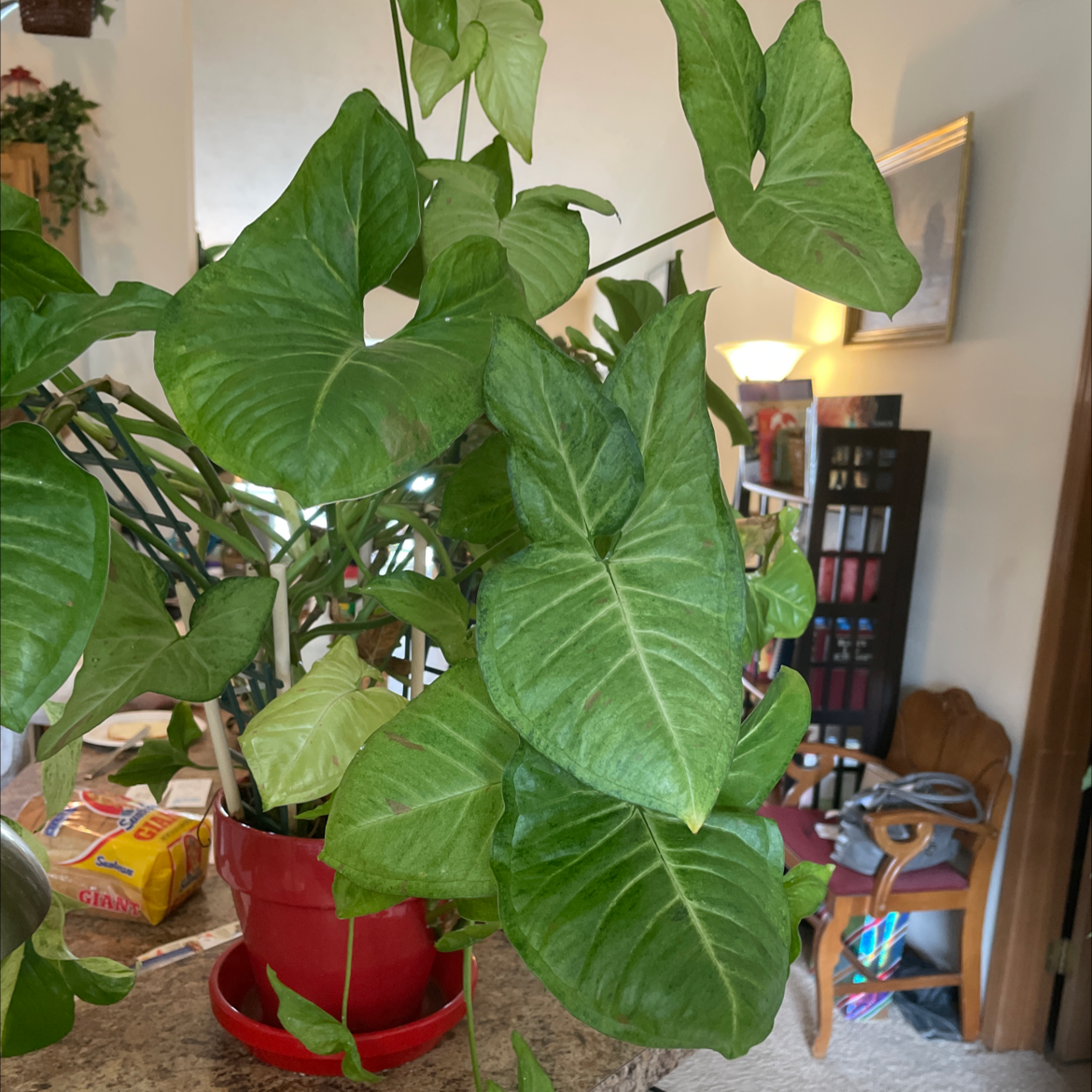 Red Heart plant photo by @Miamilaw97 named Philodendren on Greg, the plant care app.