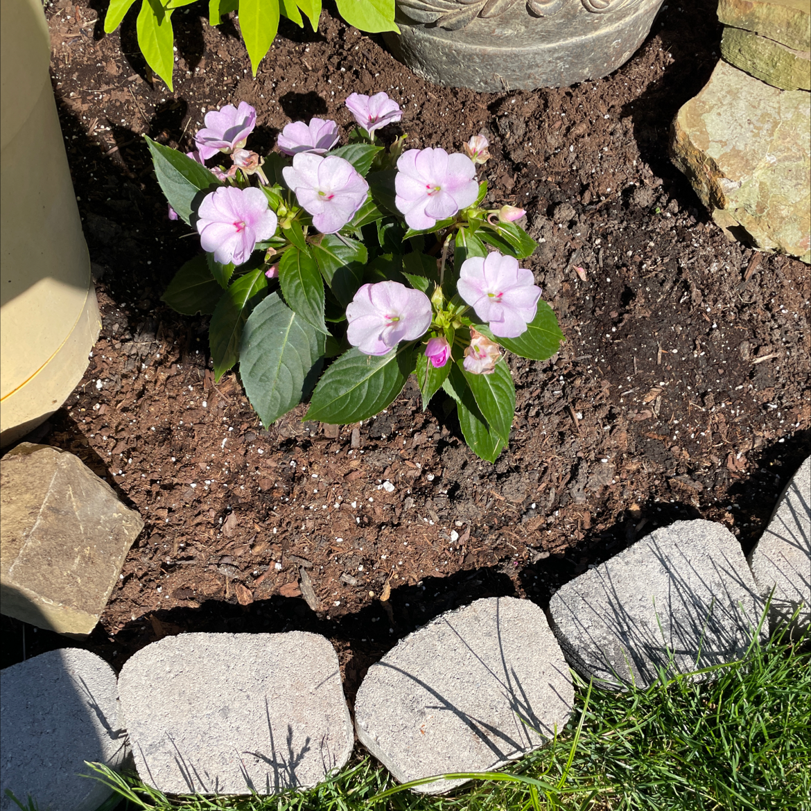 Bright Eyes plant with light pink flowers, planted in soil surrounded by stones.