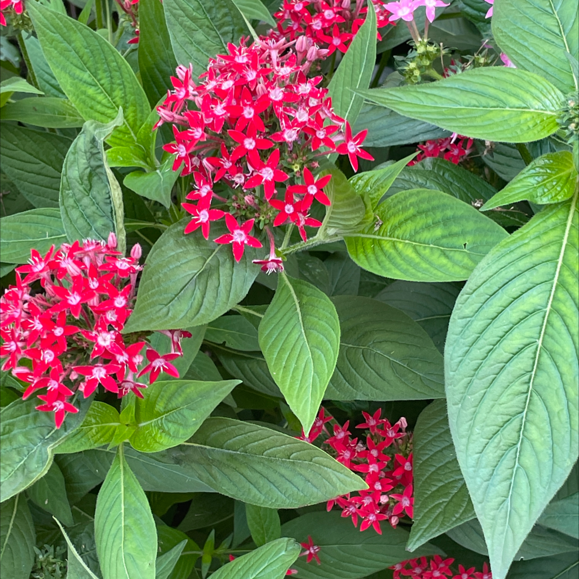 Egyptian Starcluster plant with vibrant red flowers and healthy green leaves.