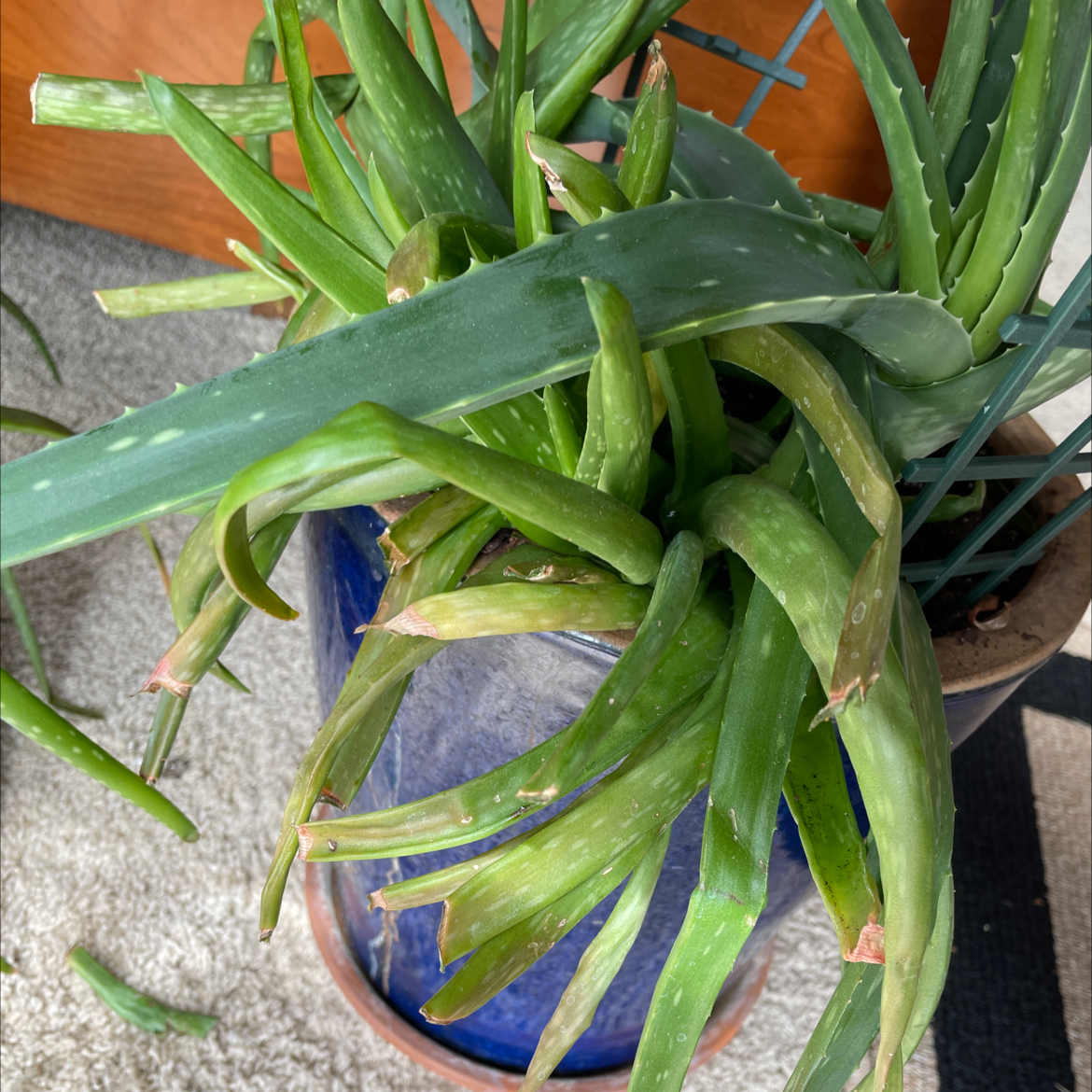 Aloe vera plant photo by @Miamilaw97 named Aloe on Greg, the plant care app.