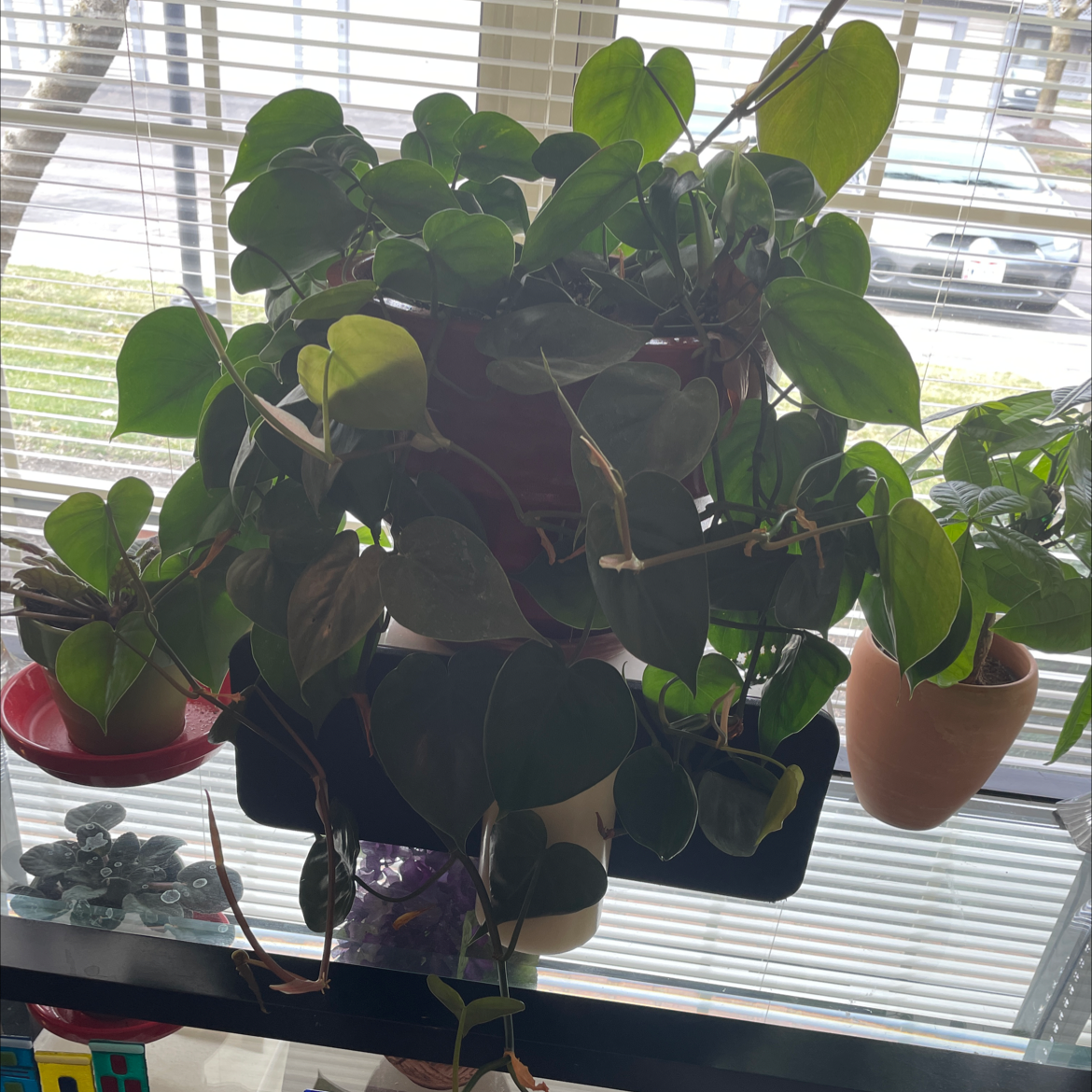 Philodendron Scandens plant photo by @Miamilaw97 named Philodendron on Greg, the plant care app.