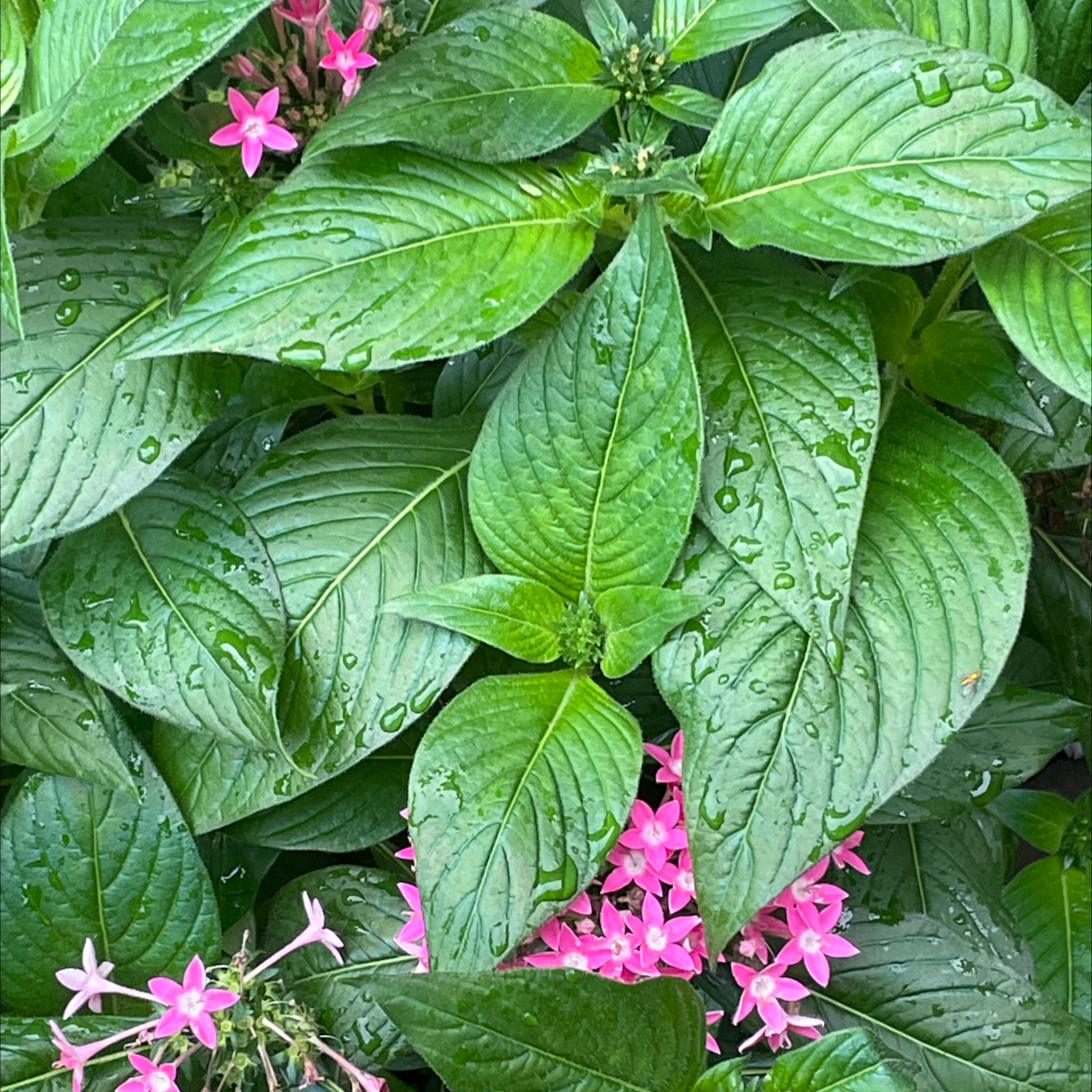 Egyptian Starcluster plant with healthy green leaves and pink flowers, water droplets on leaves.