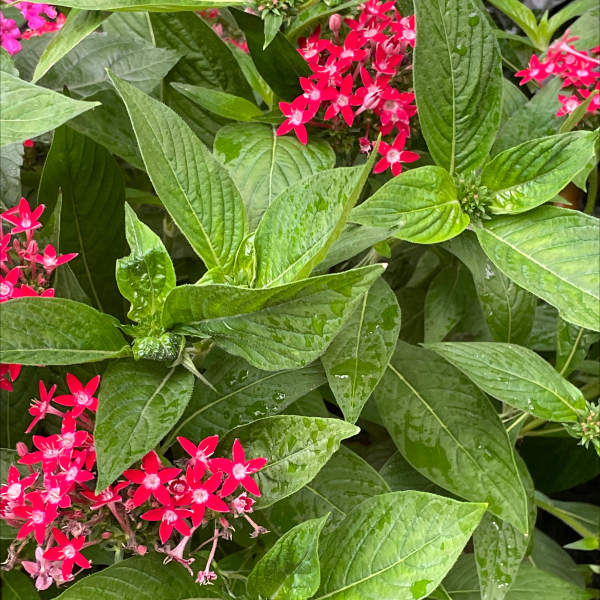 Egyptian Starcluster plant with vibrant green leaves and bright red flowers.