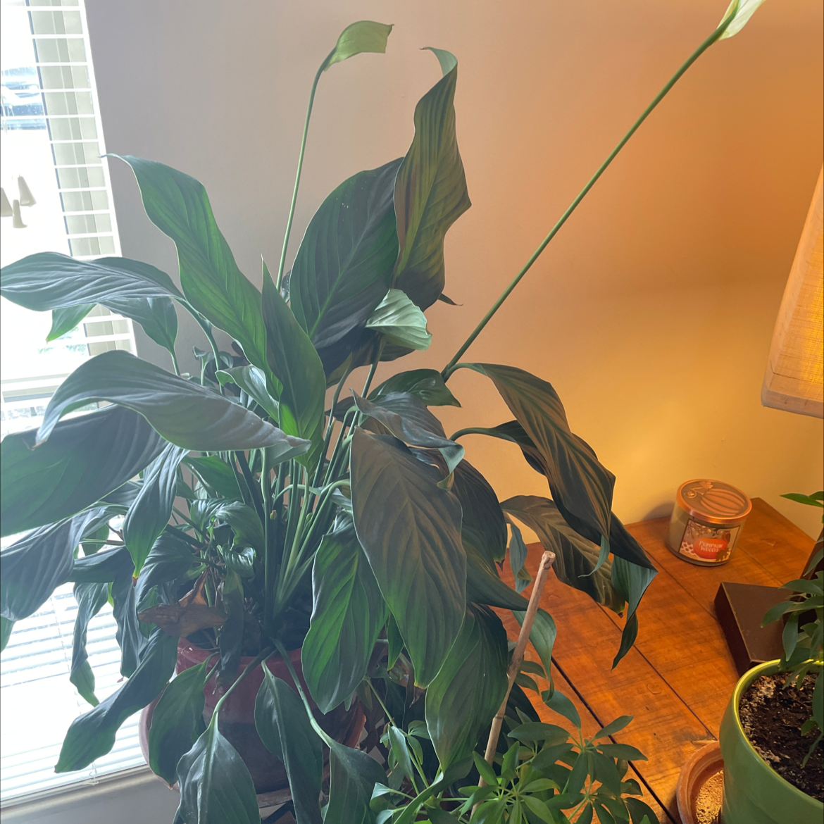 Peace Lily plant photo by @Miamilaw97 named Peace Plant on Greg, the plant care app.