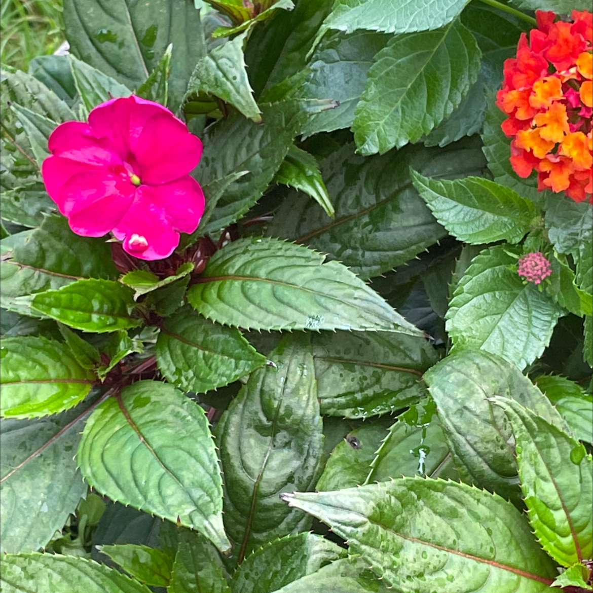 New Guinea Impatiens plant with vibrant green leaves and a prominent pink flower.
