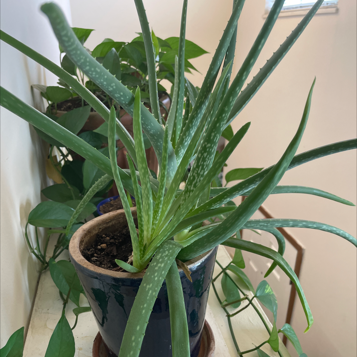 Aloe vera plant photo by @Miamilaw97 named Aloe on Greg, the plant care app.