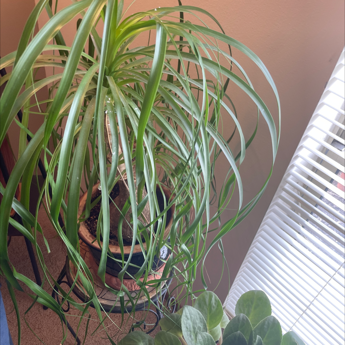 Ponytail Palm plant photo by @Miamilaw97 named Elephant on Greg, the plant care app.