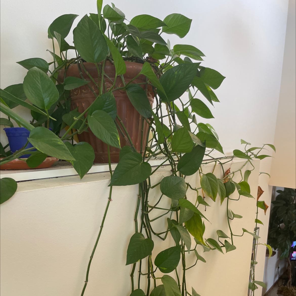 Taro Vine plant photo by @Miamilaw97 named Philodendron on Greg, the plant care app.