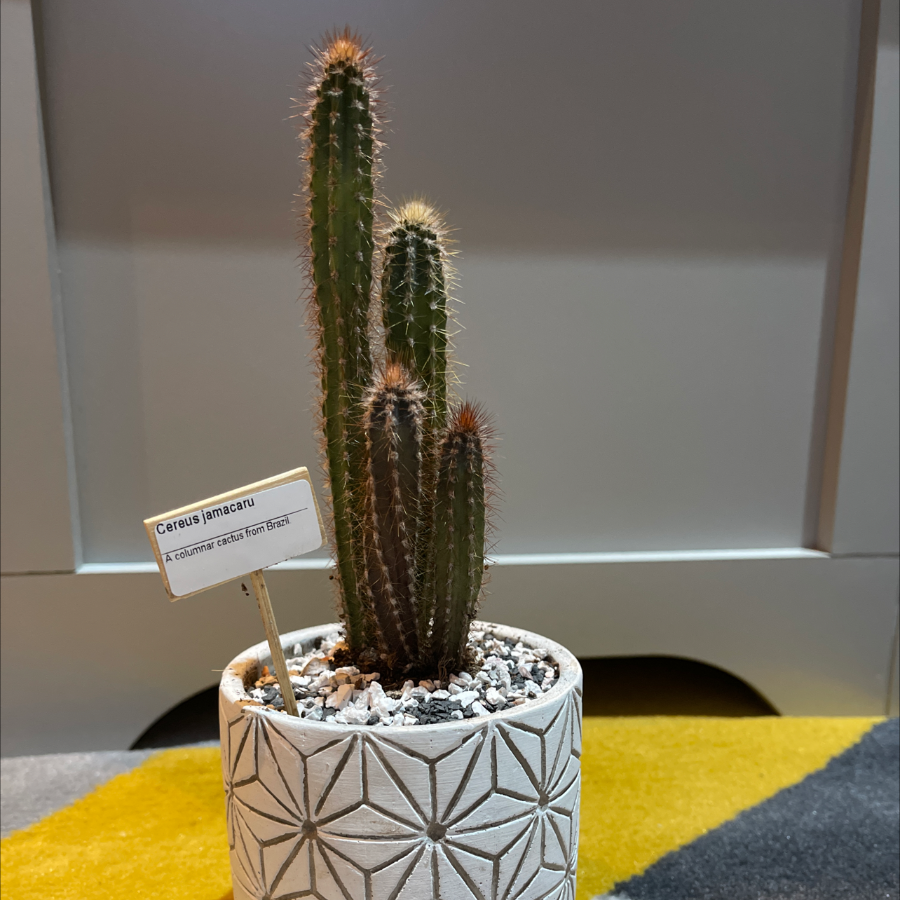Columnar Cactus in a decorative pot with a species label.