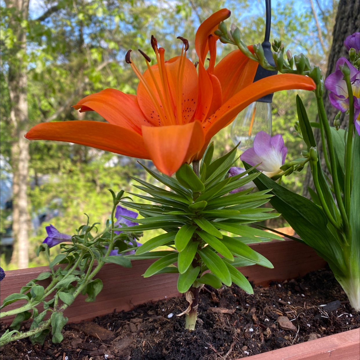 Orange Lily in a planter box with vibrant flowers and green leaves.