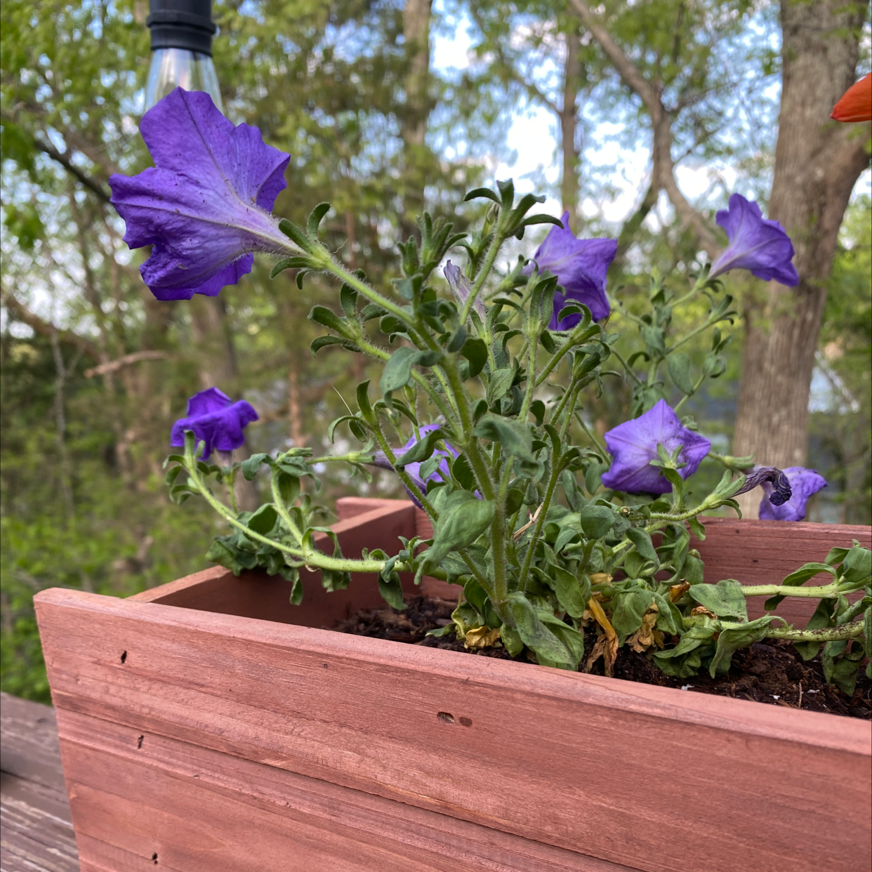 Potted Canterbury Bells with purple flowers in a wooden planter box.