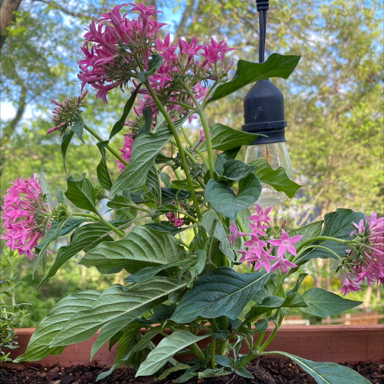 Egyptian Starcluster plant with vibrant pink flowers, healthy green leaves, and visible soil.