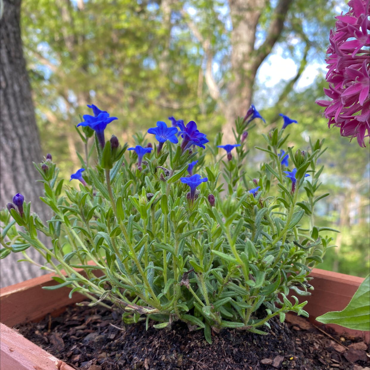 A healthy Egyptian Starcluster plant with vibrant blue flowers in a pot.