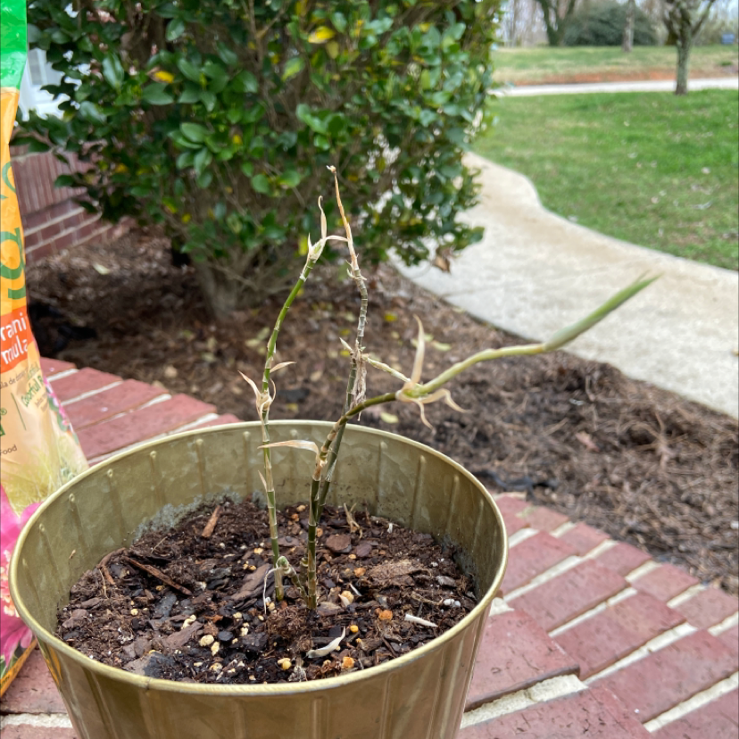 Potted Dracaena 'Florida Beauty' with sparse foliage and visible soil, indicating poor health.