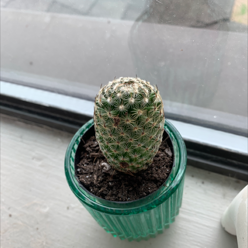 Photo of the plant species Lace Hedgehog Cactus by @thegingersgarden named Hedgehog Cactus on Greg, the plant care app