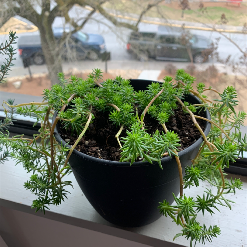 Potted Jenny's Stonecrop plant with vibrant green foliage on a windowsill.