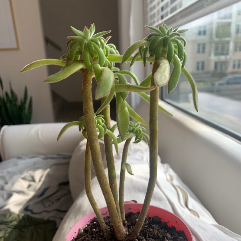 Red Pagoda plant with green leaves in a pot near a window.