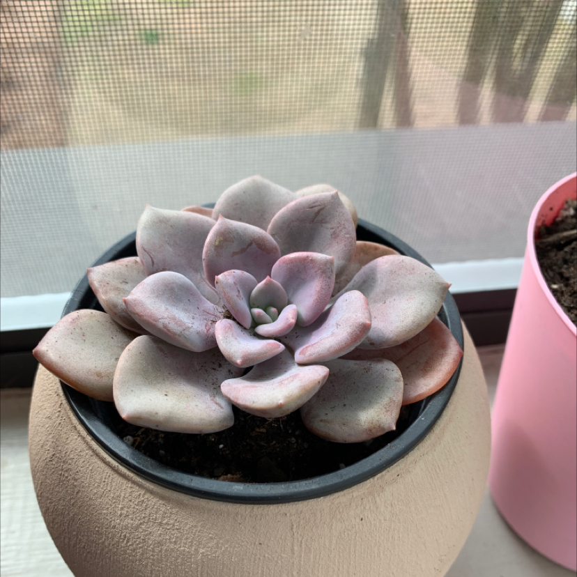 Graptoveria 'Debbie' succulent in a pot, healthy and well-framed.