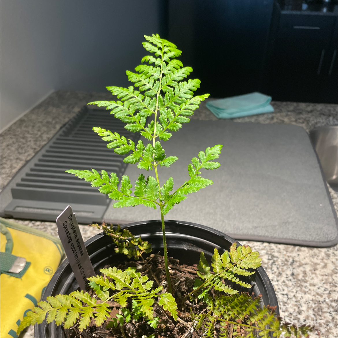 Photo of the plant species Northern Buckler Fern by @FerventRedlion named Woody on Greg, the plant care app