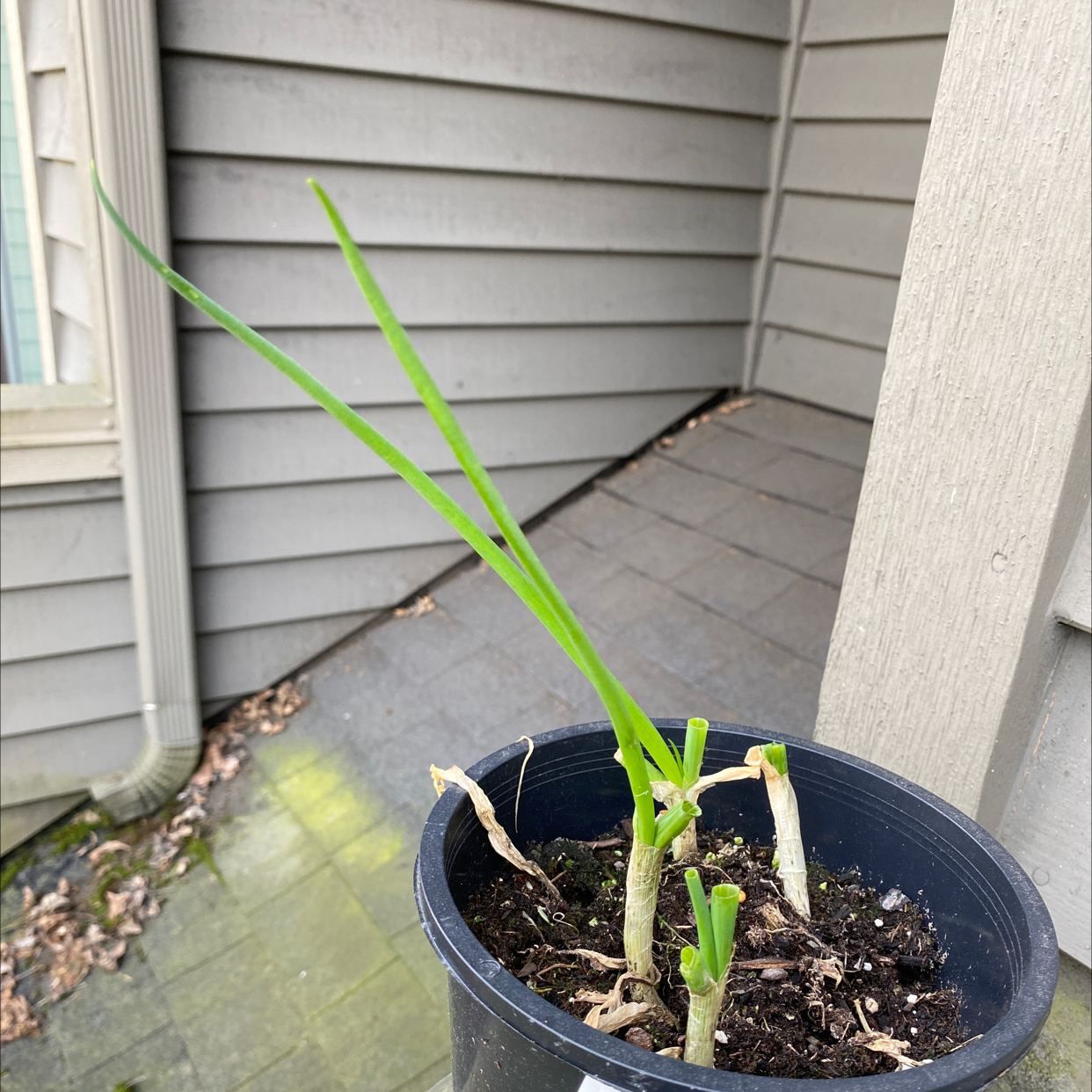Potted Long Green Onion plant with green leaves in a black pot, visible soil.