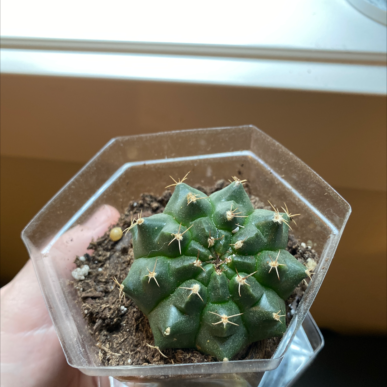 Missouri Foxtail Cactus in a hexagonal pot with visible soil, held by a hand.