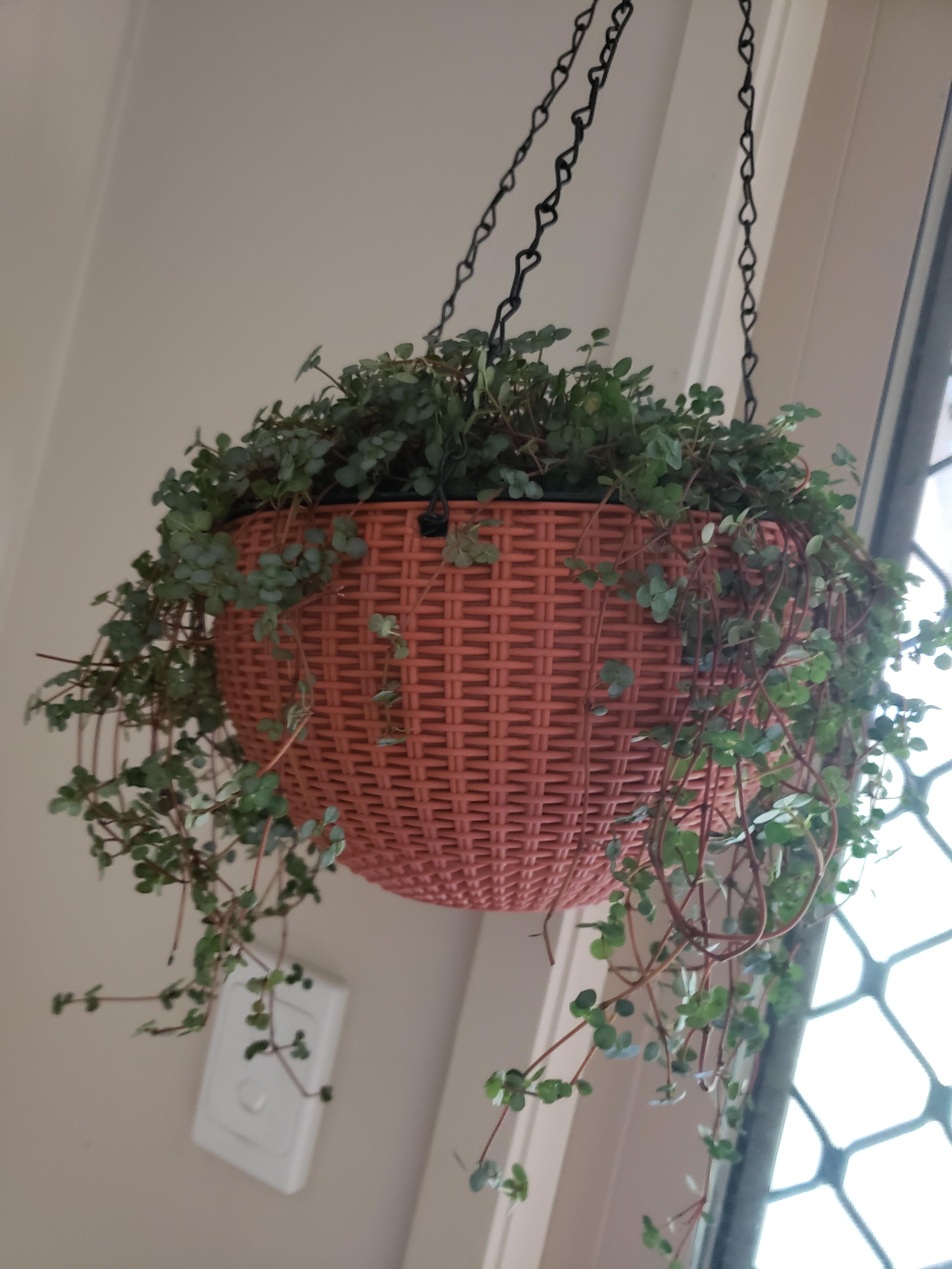 Hanging basket with a healthy Pilea 'Silver Sparkle' plant.