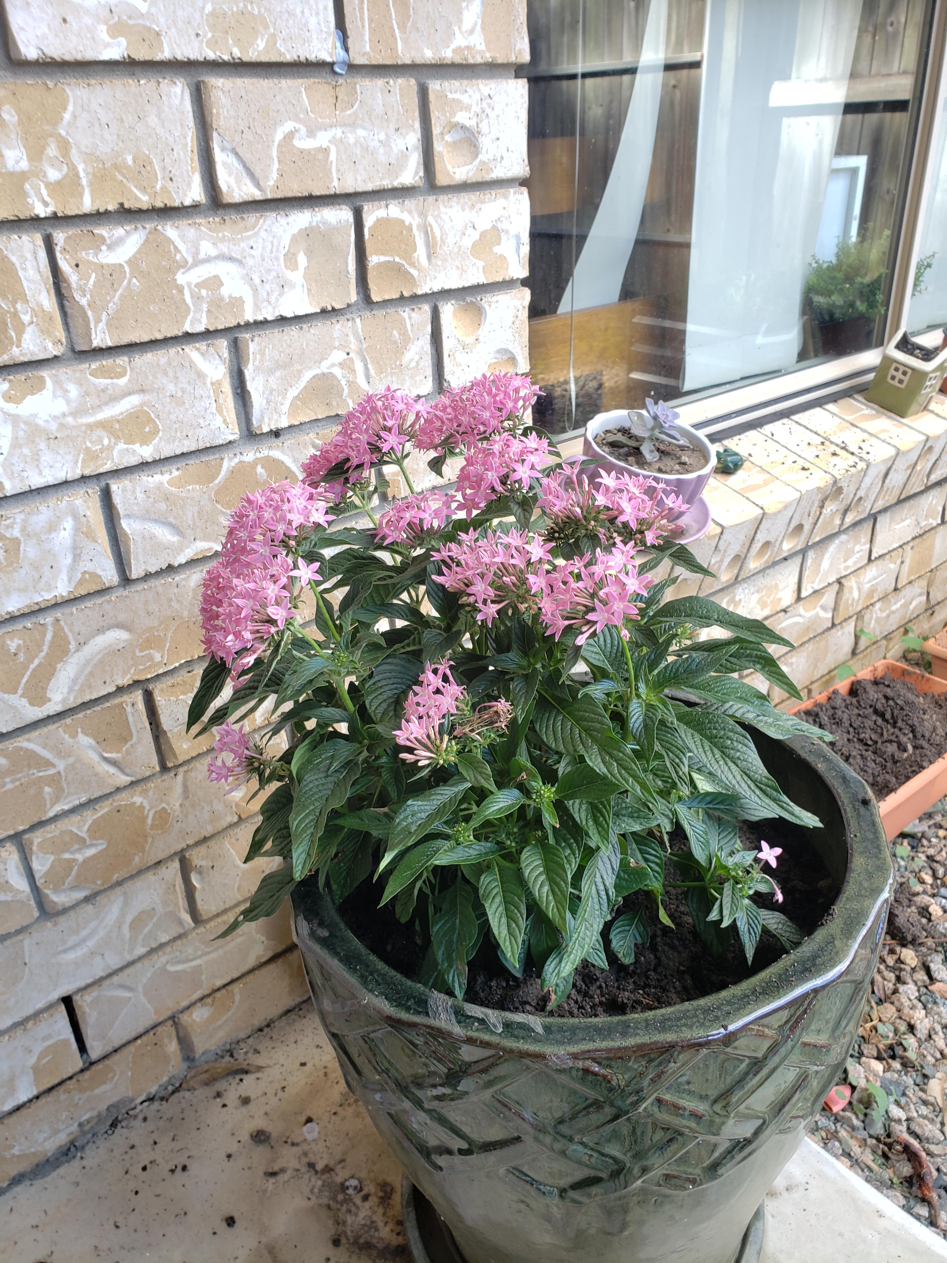 Potted Egyptian Starcluster plant with pink flowers against a brick wall.