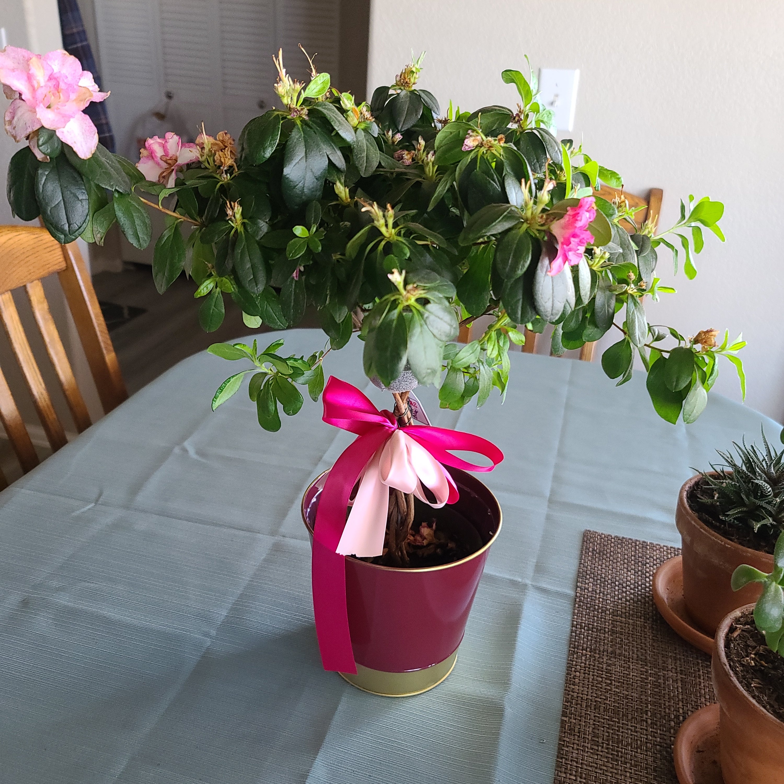 how to tell if rhododendron is dead