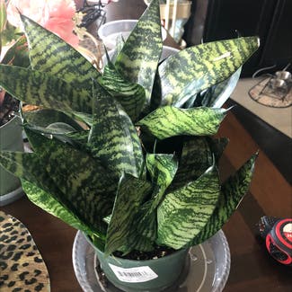 Snake Plant plant in Jarrell, Texas