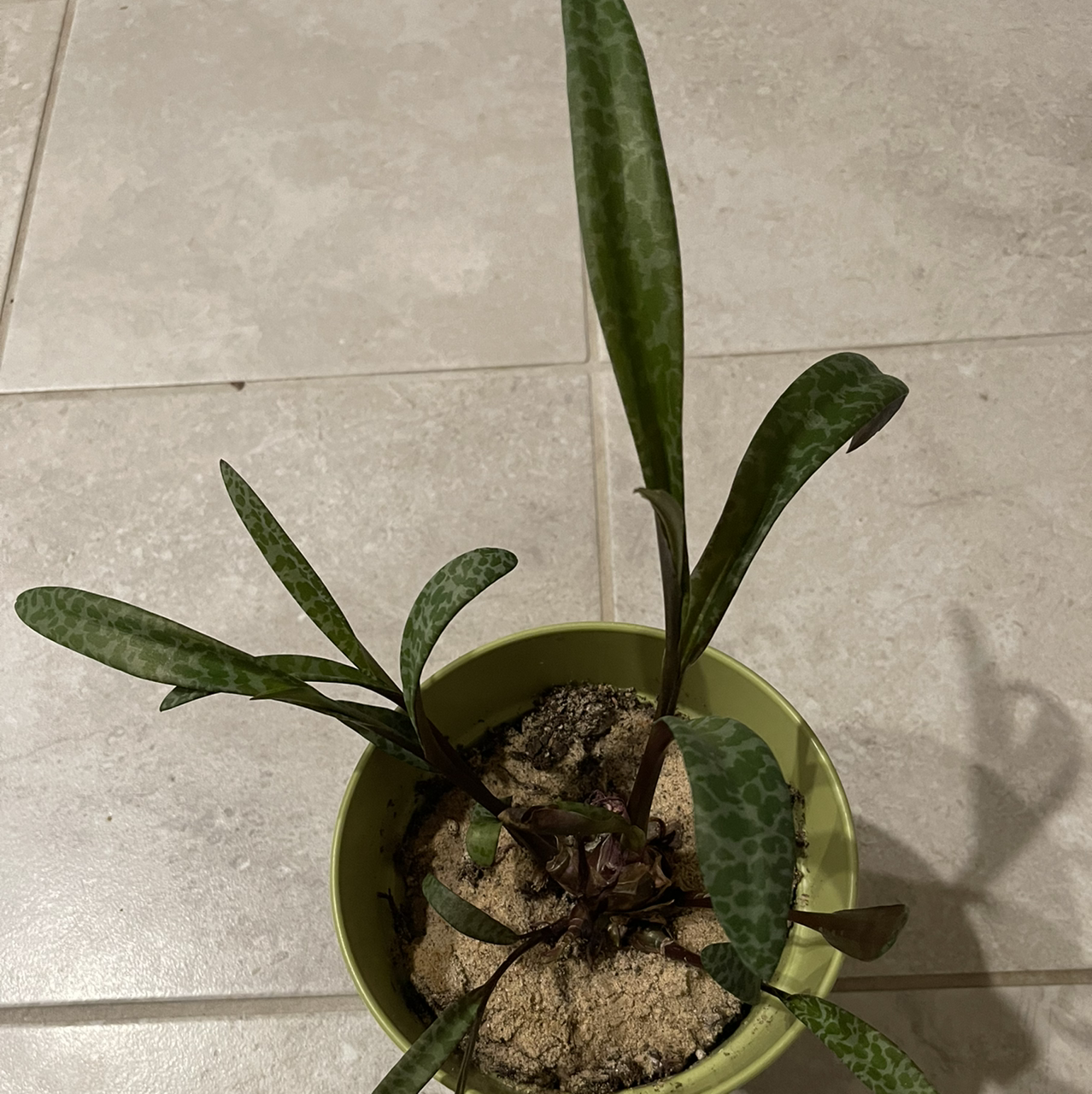 Potted Silver Squill plant with elongated, spotted leaves on a tiled floor.