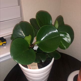 Baby Rubber Plant plant in Jarrell, Texas