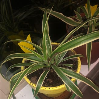 Spider Plant plant in Jarrell, Texas