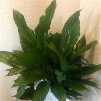 Peace Lily plant in Jarrell, Texas