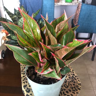 Chinese Evergreen plant in Jarrell, Texas